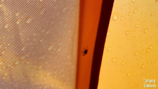 A close-up shot of the micro mesh in the Wawona 6, with a spider crawling on it for a size comparison.