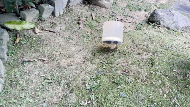 The author drop testing the BioLite Luci Charge 360 lantern.